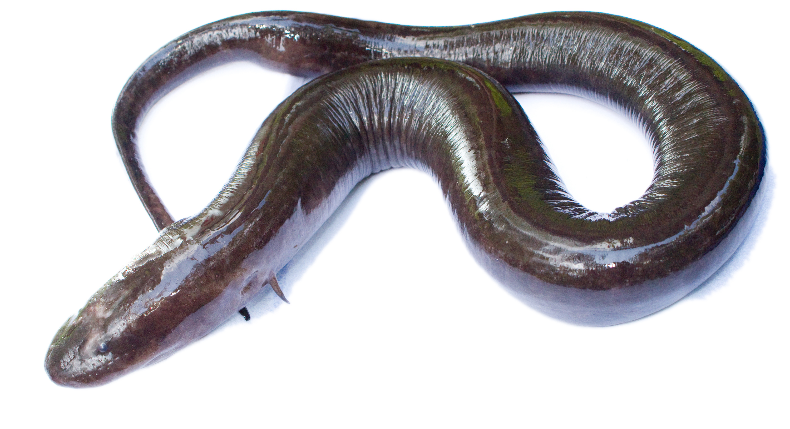 <p>two toed amphiuma</p>