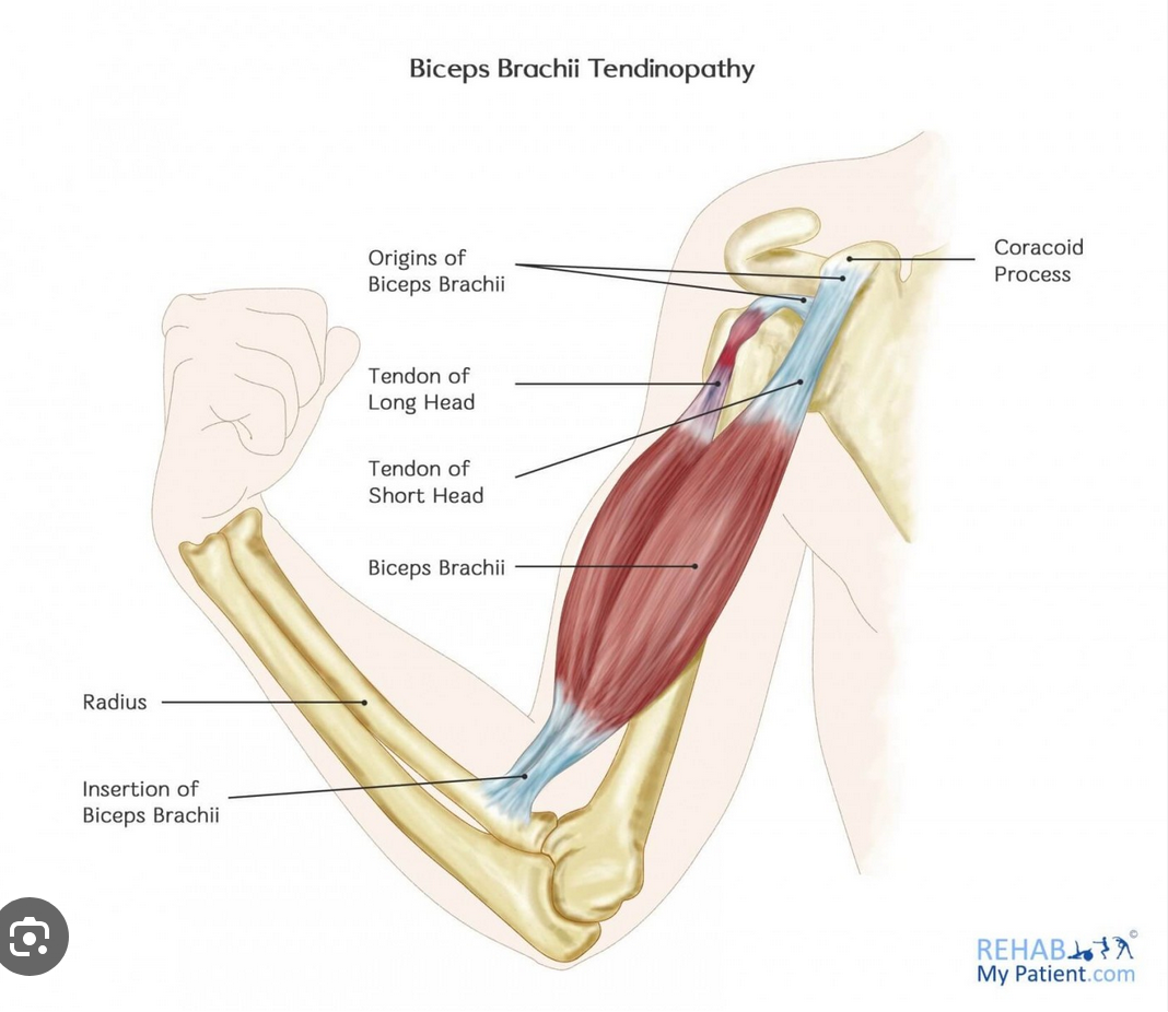 <p>biceps brachii</p>
