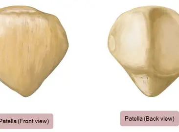 <p>the front is smooth, and the back has the 2 facets with the ridge in the middle to articulate with the femur and fit into it. apex is the point of bottom, base is the top</p>