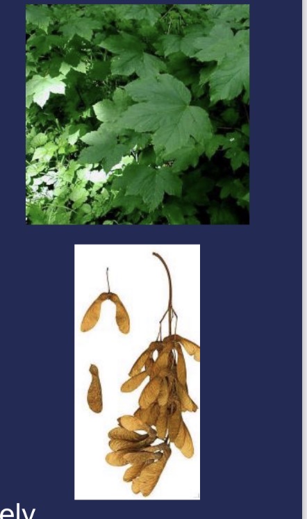 <p>sycamore - MOA</p>