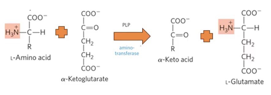 <p>Removal of nitrogen from AAs; required for AA catabolism; catalyzed by <strong>aminotransferases</strong> or <strong>transaminases</strong> </p><p>α-amino group of AA is transferred to α-keto acid (Usually α-KG)</p>
