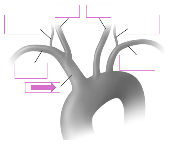 <p>Based on the indicated area, identify this vessel</p>