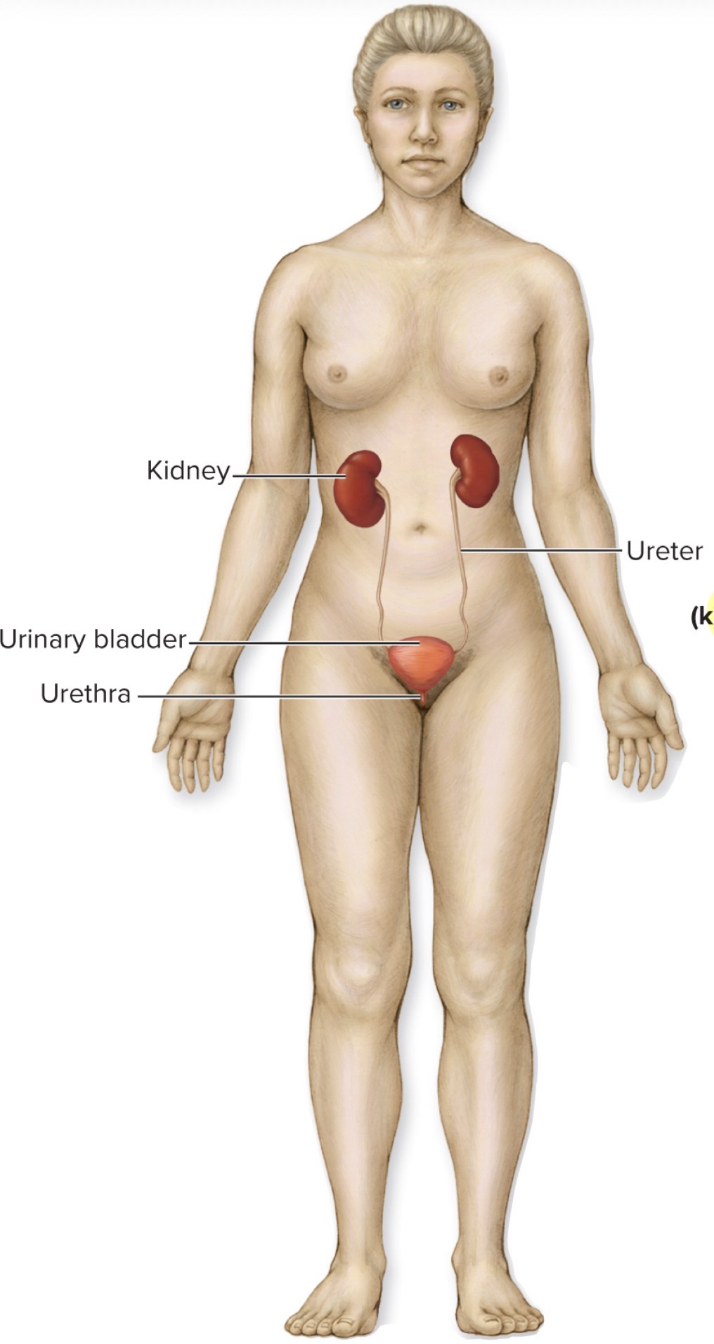 <p>what is the Urinary System</p>