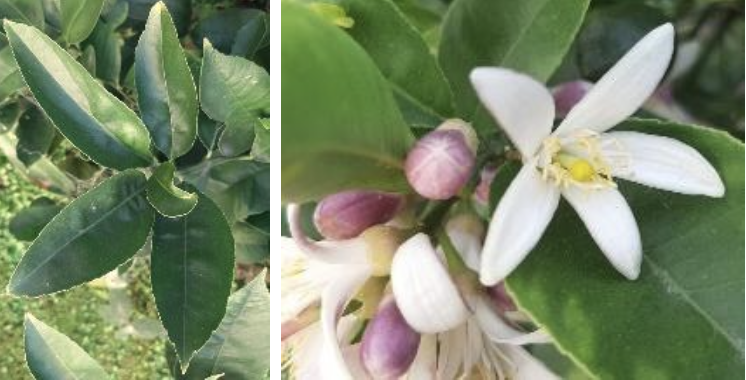 <p><strong>Plant family:</strong> Rutaceae<br><strong>Life cycle:</strong> Perennial<br><strong>Key persistence / spread:</strong> Grafting<br><strong>Farming systems:</strong> Orchards, lifestyle blocks</p><p><strong> How to identify</strong></p><p>This evergreen tree has a compact, spreading form with stiff branches. Many branches carry short thorns, particularly on younger growth.</p><p>Leaves are glossy, oval, and aromatic when crushed. Leaf stalks may be slightly winged.</p><p>Flowers are white with purple tinges and have a strong fragrance. Flowering can occur multiple times per year.</p><p>Fruit is held on the tree for extended periods and develops from green to yellow as it matures.</p>