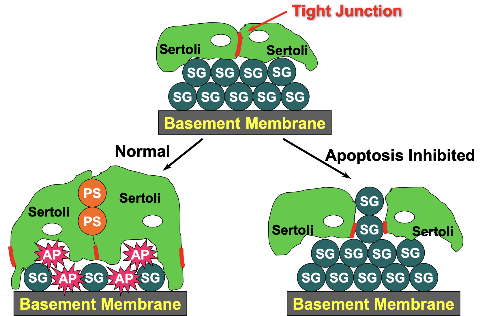 <ul><li><p>If there’s no apoptosis (death of sperm)</p></li><li><p>Breaches sertoli/tight junctions, kills those cells</p></li><li><p>Happens in basal compartment</p></li></ul><p></p>