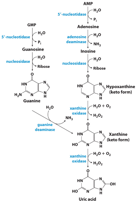 <p>1. Dephosphorylation (via 5’- nucleotidase)</p><p>2. Deamination and hydrolysis of ribose lead to production of xanthine.</p><p>3. Hypoxanthine and xanthine are then oxidized into uric acid by xanthine oxidase.</p>