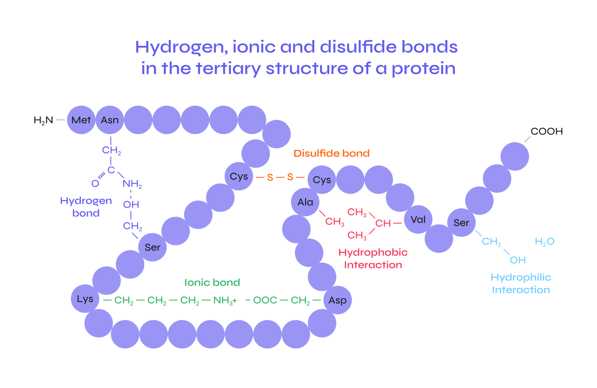 <p>What is the tertiary structure of protein? What types of bonds/interactions hold together the tertiary structure. </p>