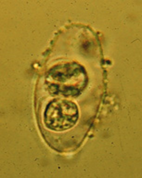 term image