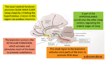 <p>Brainstem</p>