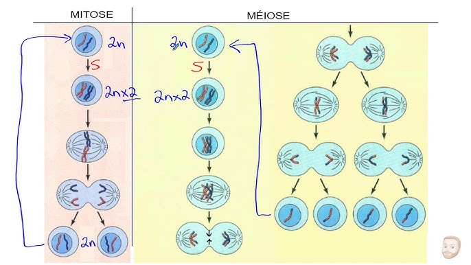 <p>→ division cellulaire qui produit quatre gamètes (= <s>c</s> reproductrices des parents ) </p><p>→ les quatre Gamètes sont génétiquement différentes</p><p>→ Elle possède la moitié du caryotype humain soit 22 autosomes + 1 chro sexuel </p><p></p>
