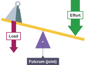 <p>muscle force and resistive force act on oppisite sides</p>