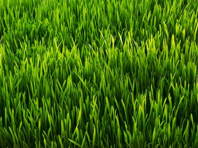 <p>De l'herbe</p>