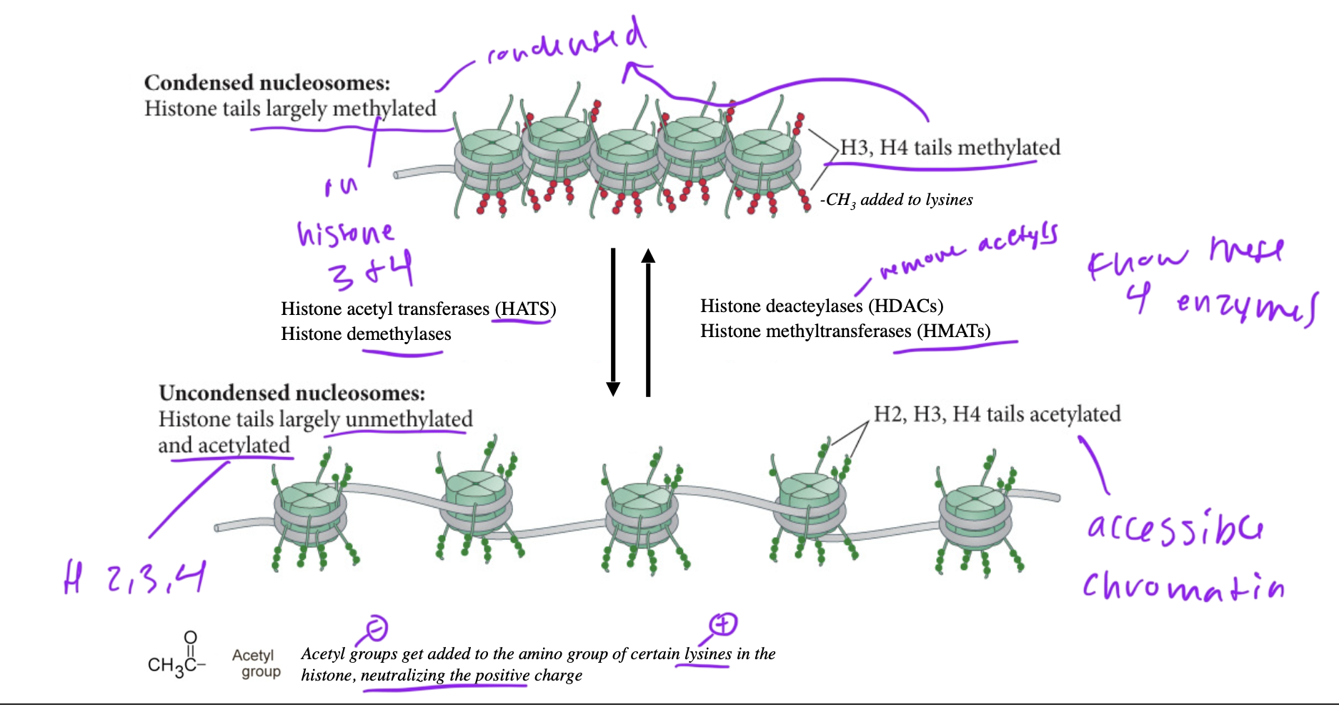 <p>remove methyl groups from histones, promoting decondensation of chromatin</p>