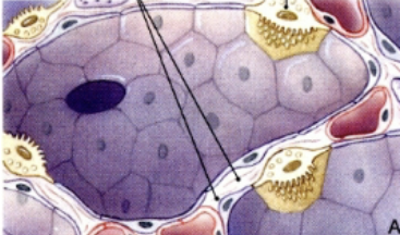 <p>Secrete surfactant, which lowers the surface tension within the alveoli. Small, able to divide and differentiate into Type I cells (Yellow things)</p>