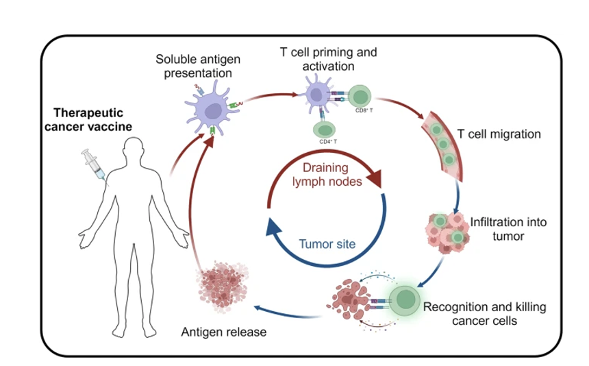 <p><span style="background-color: white; color: rgb(255, 255, 255);"><mark data-color="#1b1b1b" style="background-color: rgb(27, 27, 27); color: inherit;">The mechanism of cancer vaccine in vivo. </mark></span></p><ul><li><p><span style="background-color: white; color: rgb(255, 255, 255);"><mark data-color="#1b1b1b" style="background-color: rgb(27, 27, 27); color: inherit;">After the tumor antigens migrate into the body in different forms, they are phagocytosed, intracellularly expressed, and efficiently processed by specialized antigen-presenting cells (APCs). </mark></span></p></li><li><p><span style="background-color: white; color: rgb(255, 255, 255);"><mark data-color="#1b1b1b" style="background-color: rgb(27, 27, 27); color: inherit;">The major histocompatibility complex (MHC) of dendritic cells presents antigens to their surface, and the MHC complexes activate antigen-specific T-cells by binding to T-cell receptors (TCR) on the surface of T-cells, therefore safely, persistently, and specifically destroying tumor cells and inhibiting tumor growth</mark></span></p></li></ul><p></p>