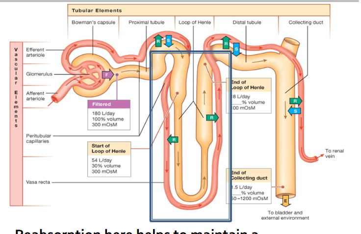 <p>By the end of the loop, up to _____ of the original filtrate volume has been reabsorbed</p>