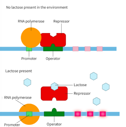 <p>lac operon = cluster of 3 genes in bacterial DNA coding for proteins for lactose digestion</p><p></p><p>bacteria use lactose as a backup energy source</p><p></p><p>when lactose absent:</p><ul><li><p>lac repressor binds to operator region</p></li><li><p>prevents attachment of RNA polymerase to lac operon promoter</p></li><li><p>represses transcription</p></li></ul><p></p><p>when present:</p><ul><li><p>lactose bindst o repressor, detaching it from promoter, allowing RNA polymerase to bind and transcribe it</p></li></ul><p></p>