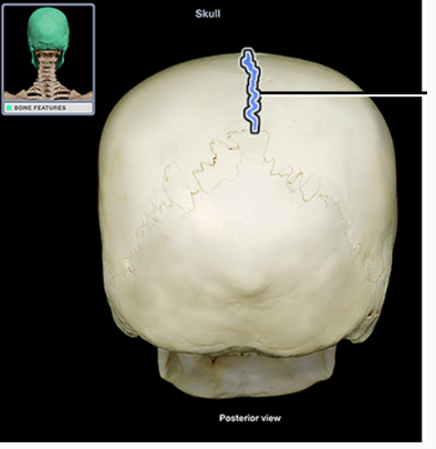 <p>What structure is indicated</p>