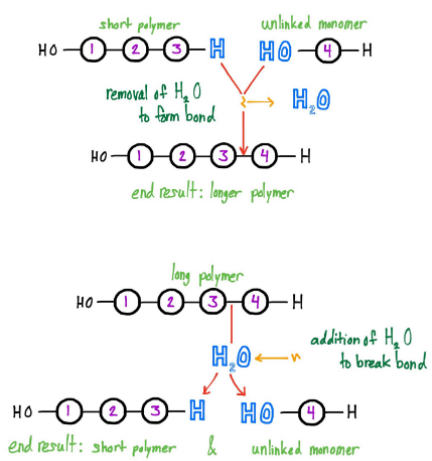 <p>Polymers are</p><p>• Synthesized by</p><p>dehydration</p><p>(synthesis) reactions</p><p>• Water is released</p><p>• Broken down by</p><p>hydrolysis</p><p>(decomposition)</p><p>reactions</p><p>• Water is consumed</p>