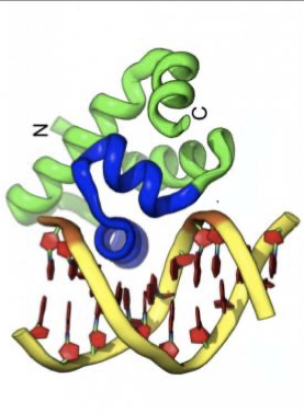 <p>what structure is this?</p>