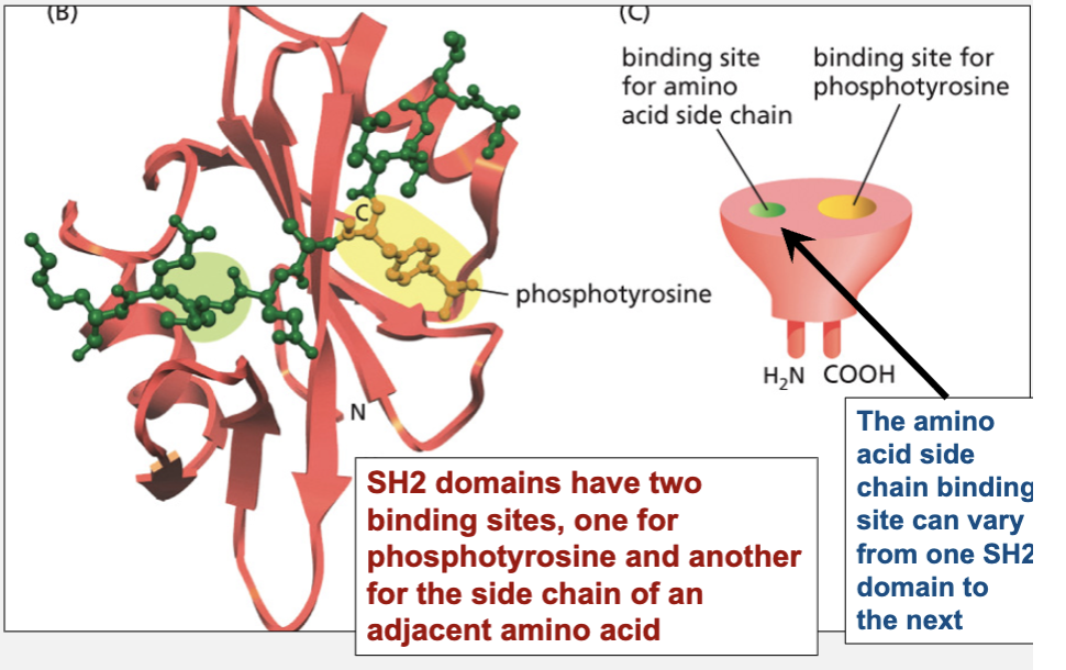 <ul><li><p>P-Tyr binding sites: all have</p></li><li><p>specific binding sites for adjacent amino acids: (can vary from one SH2 domain to the next)</p></li></ul><p></p>