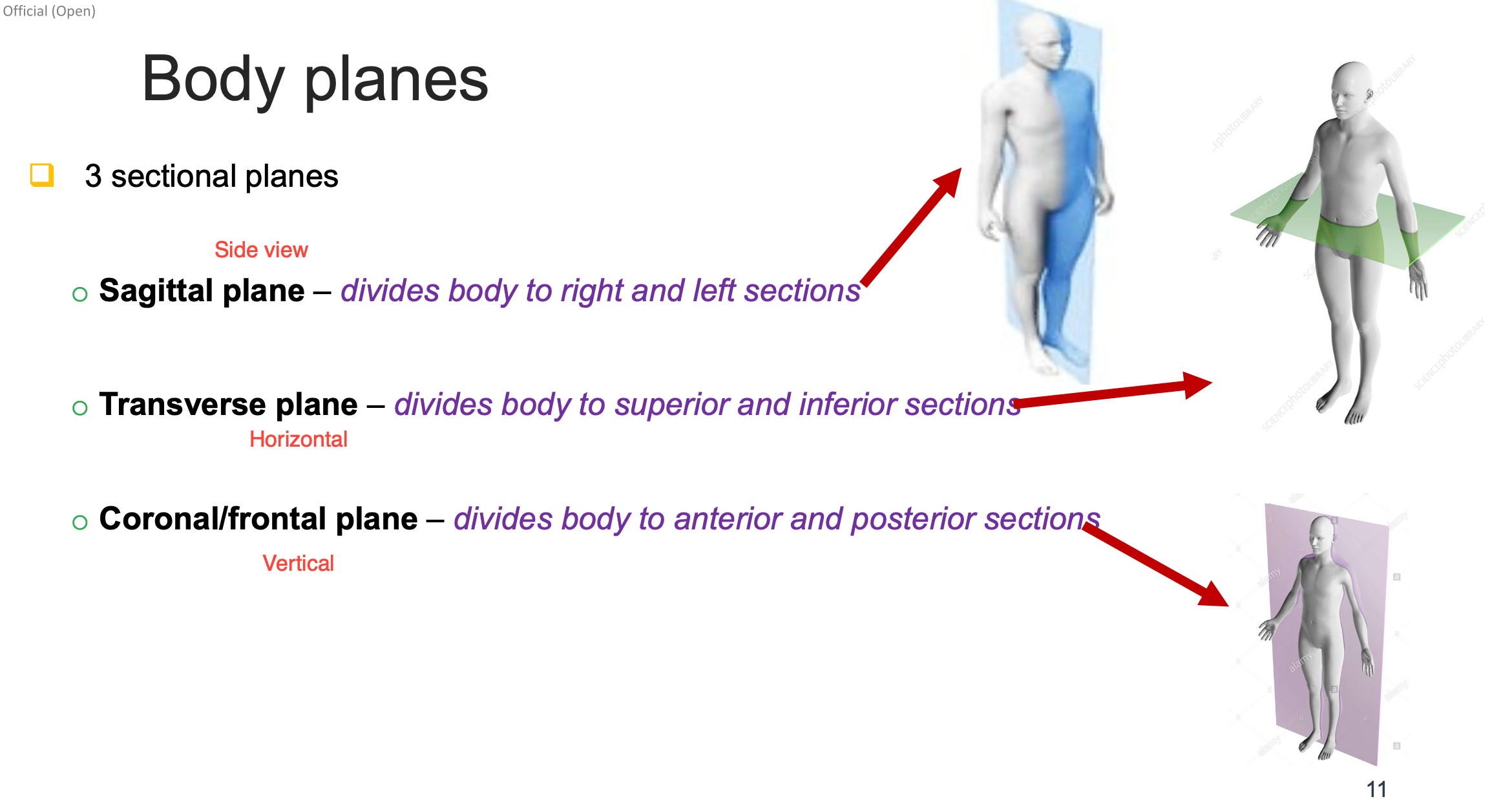 <p>Use of body/sectional planes —> imaginary planes divide the body to facilitate study and diagnosis</p>