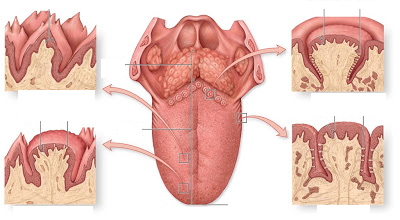 <p>4 types of papillae</p>