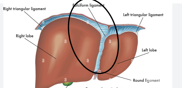 <p><span>thin, sickle-shaped fold of peritoneum that attaches the liver to the anterior abdominal wall and diaphragm, separating the left and right lobes</span></p>
