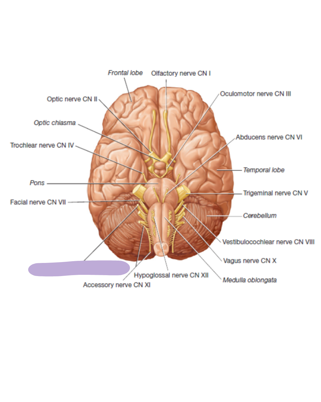 <p>where is the CN IX Glossopharyngeal nerve located </p>