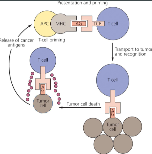 <p>loss of tumour antigens, downregulation of antigen-presenting molecules, over-expression of immune checkpoint proteins and anti-apoptotic proteins</p>