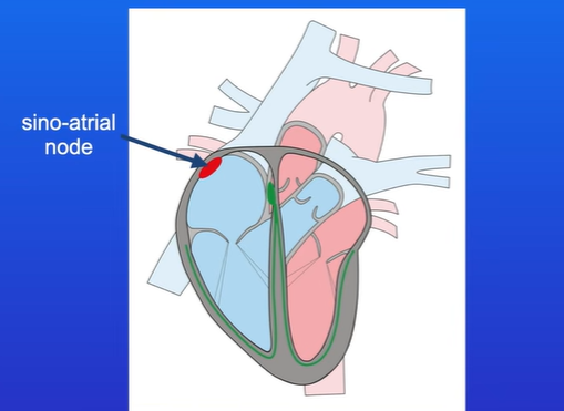 <p>In the wall of right atrium there is a group of specialised cells called the sino-atrial node or SAN (pacemaker)</p><p>The cells in the SAN depolarise, this triggers a wave of electrical excitation to spread across the atria, causing the atria to contract. </p><p>This contraction of the atria is called the atrial systole.</p>