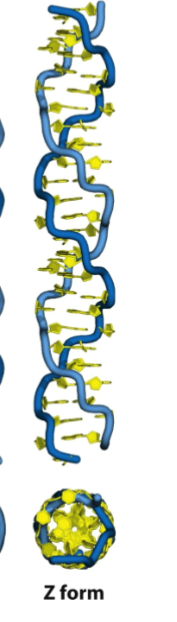 <p>Z form DNA</p>