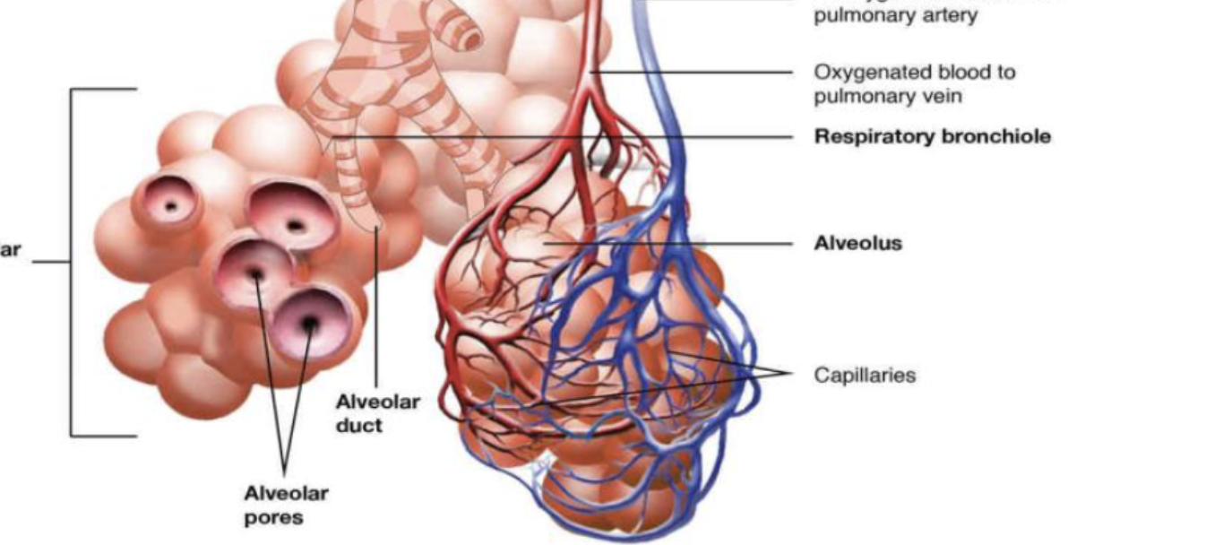 <p>the smallest type of bronchiole, which then leads to an alveolar duct</p>