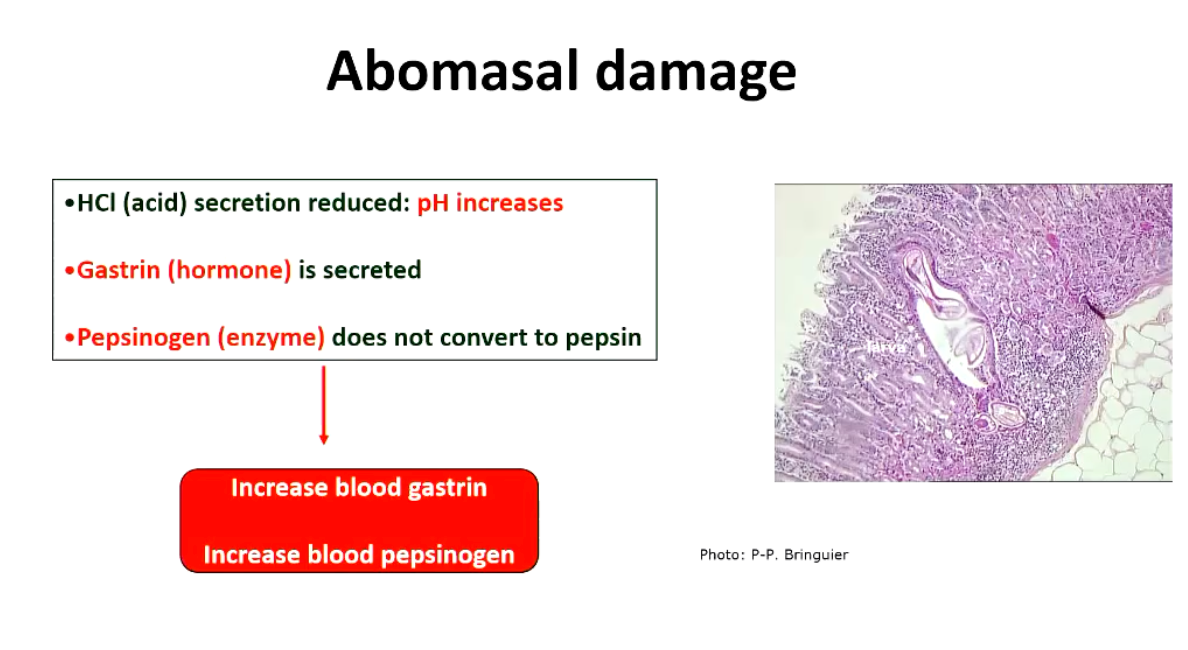 <ul><li><p>Leather-like surface of abomasum with nodules</p></li><li><p>Parasite damages acid secretion cells, gastrin increases in response to parasite, pepsinogen converted to pepsin in presence of acid (DOES NOT convert)</p><ul><li><p>More gastrin → inhibits appetite</p></li><li><p>Causes animals to eat for decreased amt. of time</p></li></ul></li></ul><p></p>