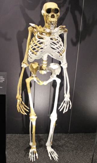 <ul><li><p>small brain (420cc)</p></li><li><p>small teeth</p></li><li><p>human-like face, hands, and pelvis</p></li><li><p>primitive ape-like foot</p></li></ul><p></p>