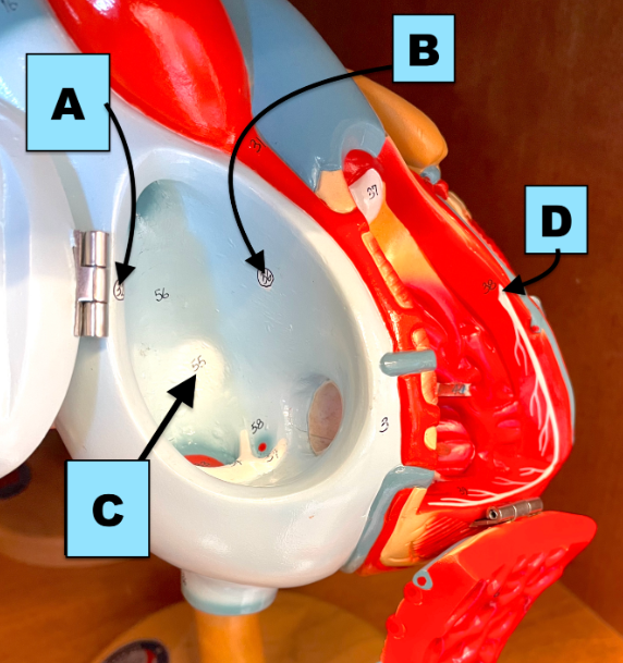 <p>Structure "D" in the image below is called:</p>