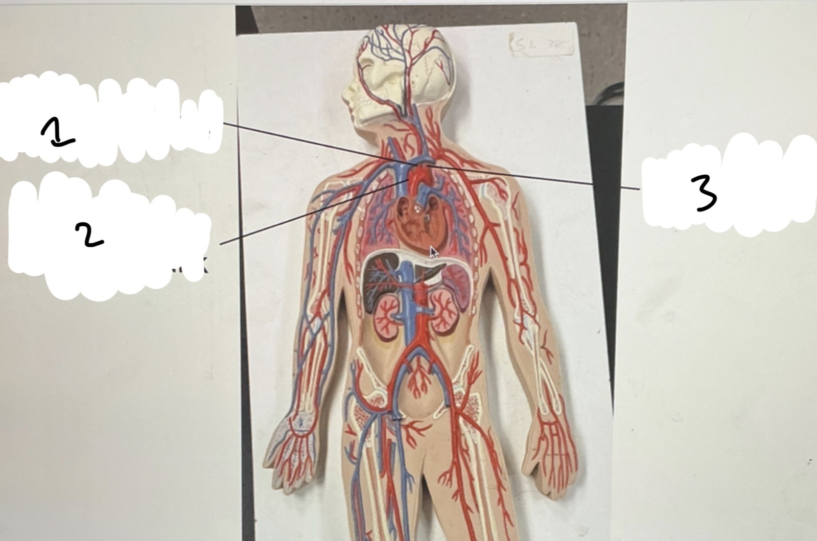 <p>1.XX</p><p>2.XX</p><p>3.XX</p>