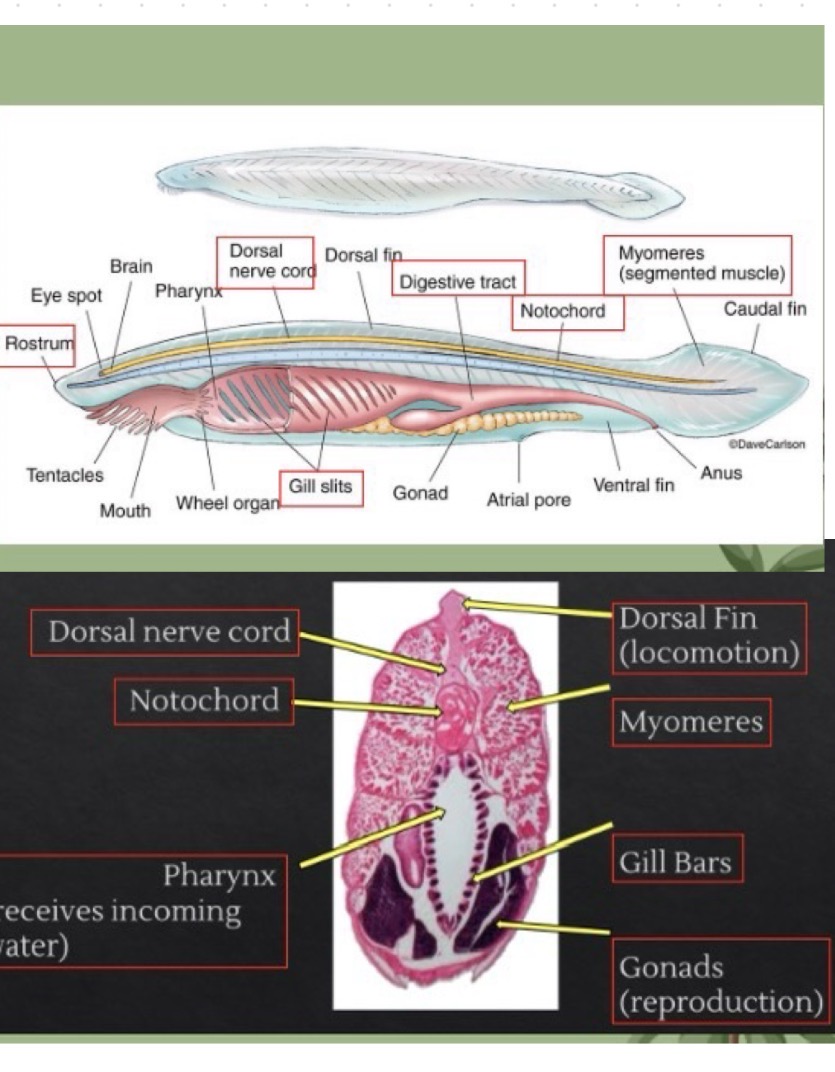<p>rostrum —> food gathering</p><p>myomeres —> structural integrity and movement</p><p>dorsal nerve cord —> central nervous system</p><p>notochord —> structural support</p><p>gill bars —> ciliated, coated with mucus. used to catch suspended food particles. structural support, protection, filter feeding gas exchange.</p><p>gill slits —> openings that lead from pharynx to exterior, allow for water to exit body, filter feeding, gas exchange. </p><p>hepatic caecum (liver) —> intracellular digestion</p><p></p>