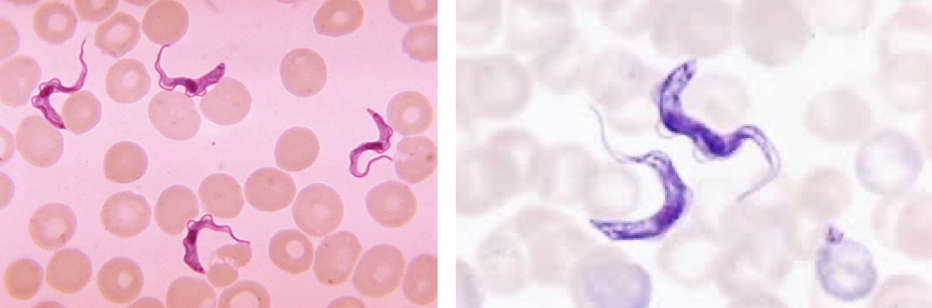 <ul><li><p>protozoan </p></li><li><p>causes African sleeping sickness/t<span>rypanosomiasis</span></p></li></ul><p></p>