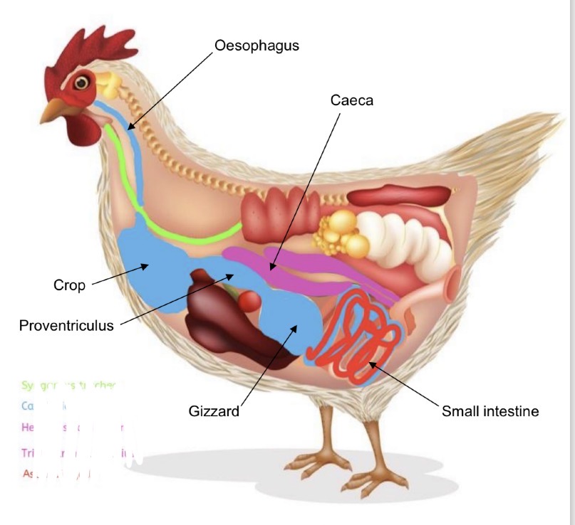 <p>Nematode species</p>