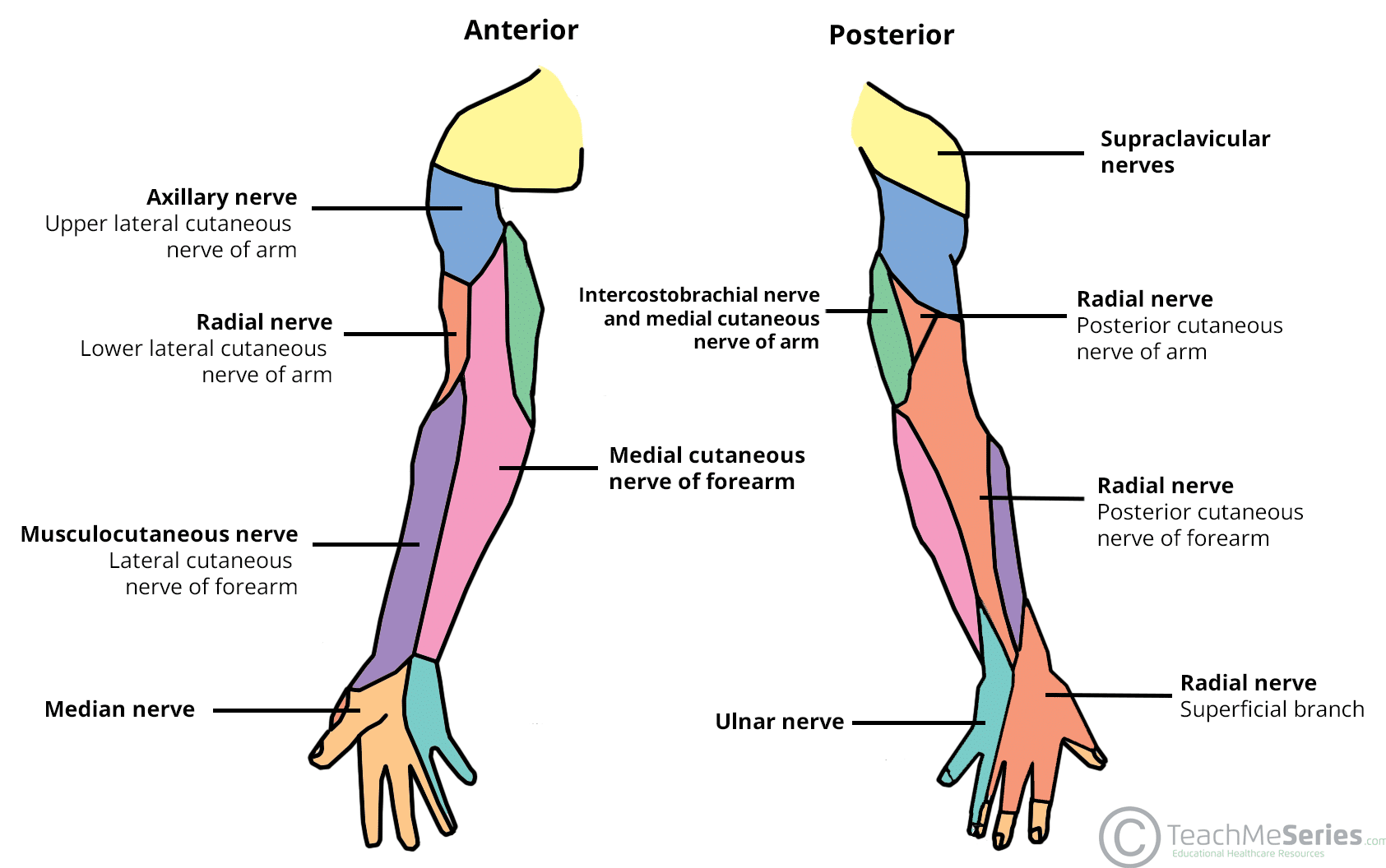 <p>ulnar - innervates 4th/5th digits</p><p>radial - innervates posterior</p><p>median - innervates 1-3 digits</p>
