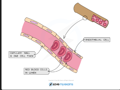 <p>Supply blood to tissues. One cell thick walls = short diffusion distance. Permeable walls — plasma leaks out to form tissue fluid. Very slow blood flow allowing time for exchange </p>