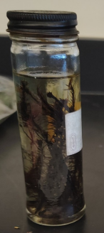 <ol><li><p>Name the Phylum</p></li></ol><p>Female have flat or “flatter” tops Gametophyte - Haploid </p><p>produces eggs</p><p></p>