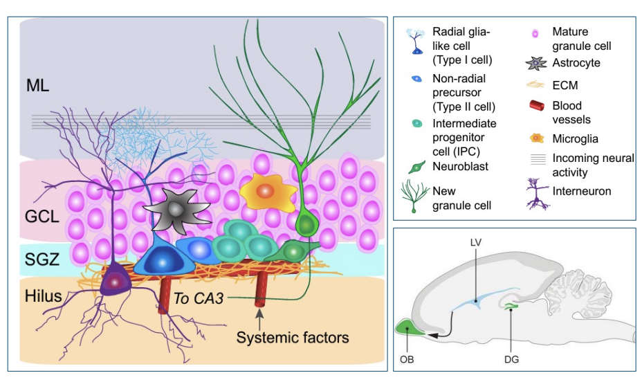 <p>intermediate progenitor cells (IPCs)</p>