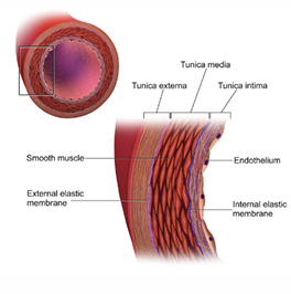 <p>Tunicae</p><ul><li><p>Tunica intima/interna</p></li><li><p>Tunica media</p></li><li><p>Tunica adventitia/externa</p></li></ul><p></p>
