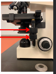 <p>name this part of the microscope and function</p>