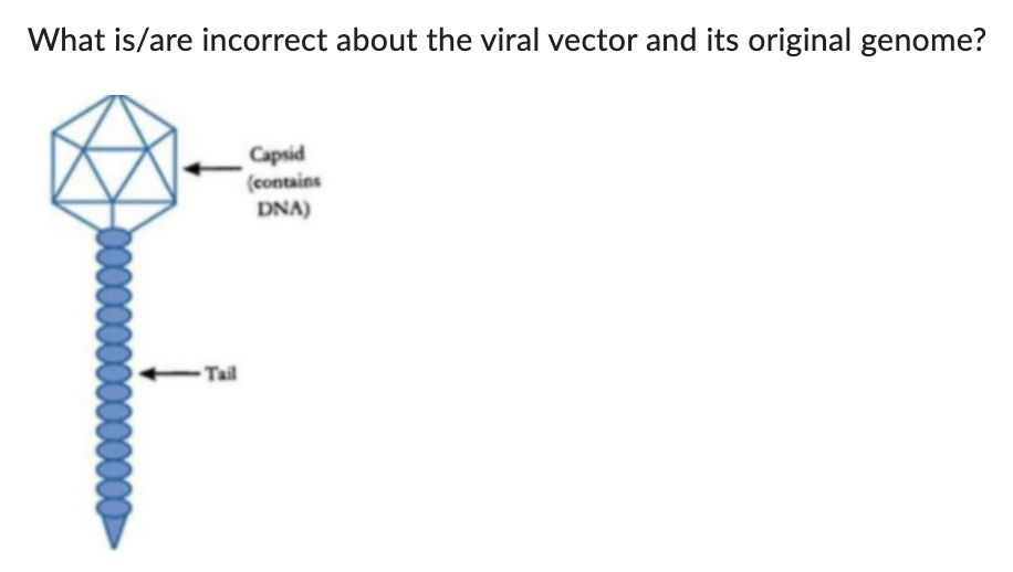 <p>- It is a M13 viral vector containing only essential genes<br>- It is a M13 viral vector containing some non-essential genes<br>- It is a Lambda viral vector containing only essential genes<br>- It is a Lambda viral vector containing some non-essential genes</p>