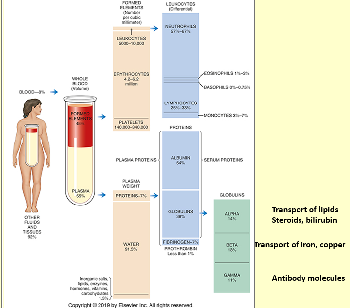<p>Total blood volume</p><p>o 75.5 mL/kg in men</p><p>o 66.5 mL/kg in women</p><p>7% to 8% of body weight</p><p>5 to 6 L</p><p>Blood cells make up ~ 40-45% of blood volume</p><p>RBCs</p><p>Most numerous</p><p>4.2 to 6.2 x 109 cells/mL</p><p>Transport oxygen to tissues</p><p>Remove carbon dioxide from the tissues</p><p>Buffer blood pH</p><p>     oContain carbonic anhydrase</p>