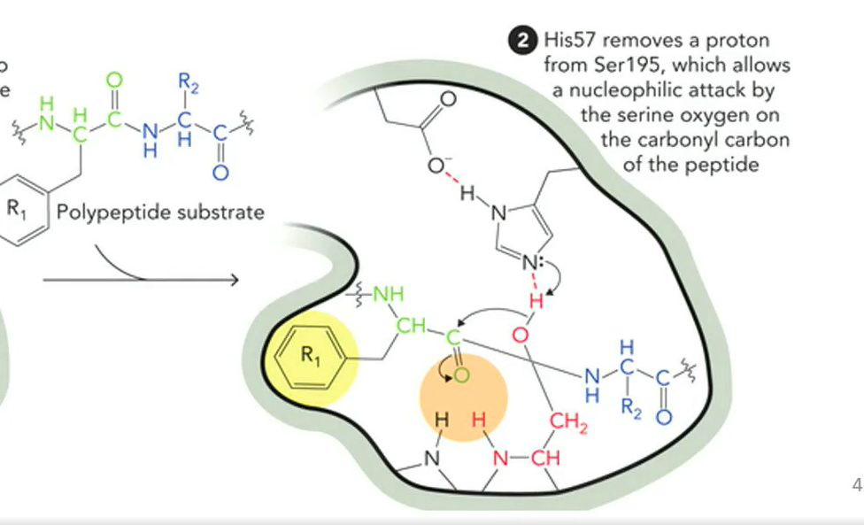 <p>proton transfer from ser 195 to his 57 = ser195 is now a nucleophile that attacks carbonyl carbon on polypeptide backbones</p>