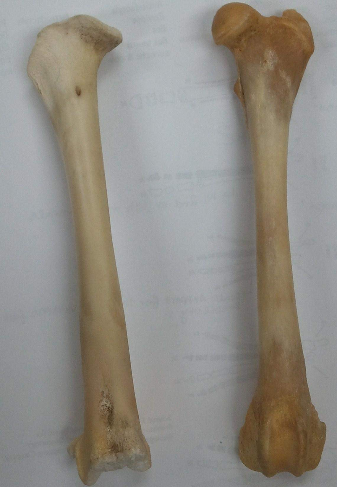 <p>Long bones </p>